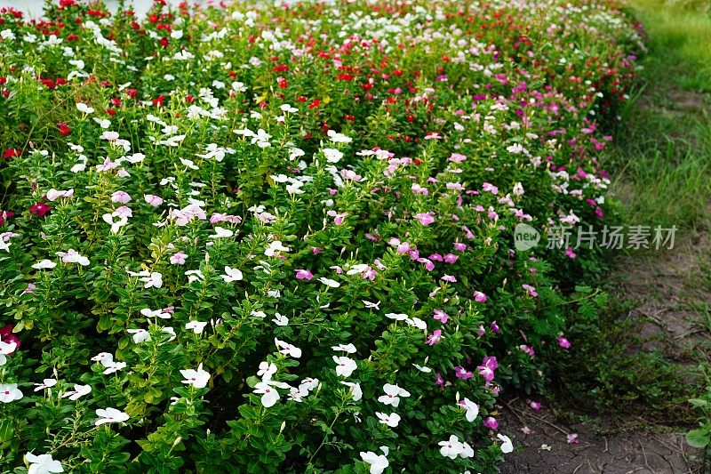 Catharanthus roseus也叫